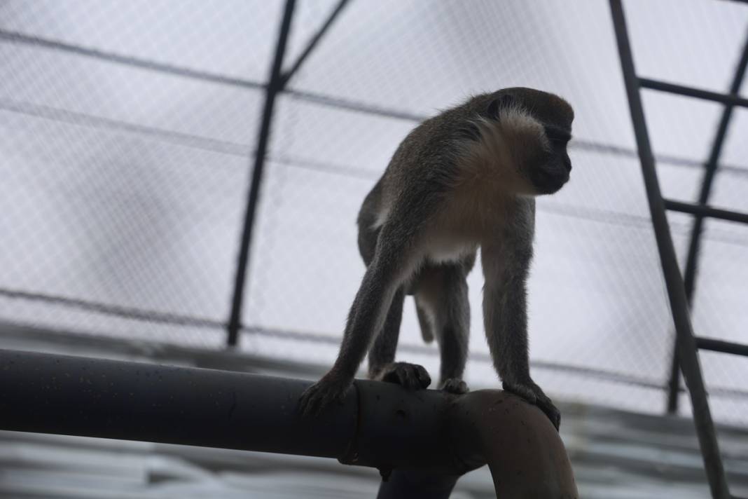 Firari Örümcek Maymunu Konya'daki hayvanat bahçesine getirildi 2